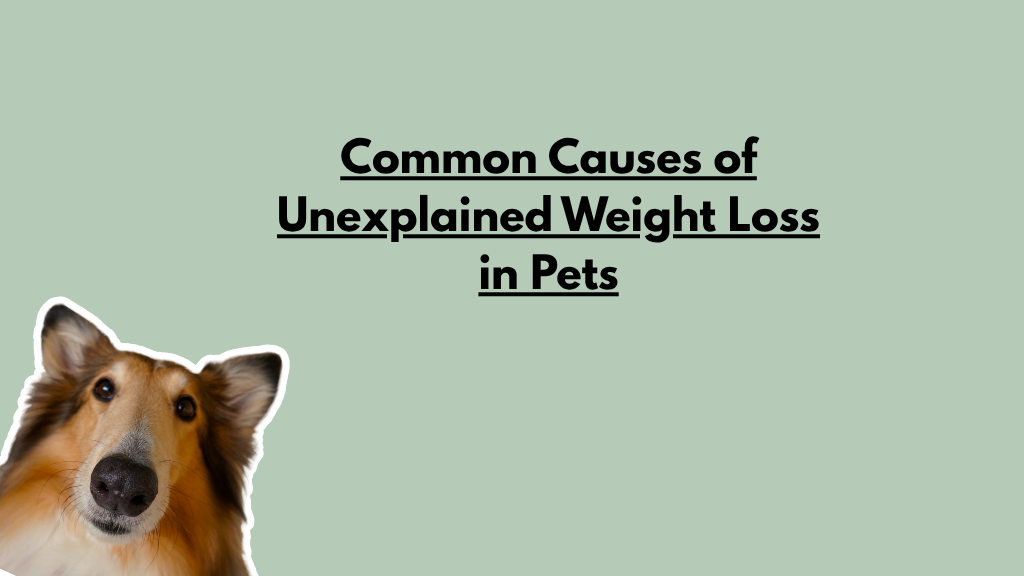 Common Causes of Unexplained Weight Loss in Pets Common Causes of Unexplained Weight Loss in Pets